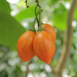 CYPHOMANDRA betacaea syn Solanum betaceum
