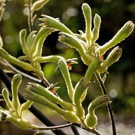 Anigozanthos flavidus green 1