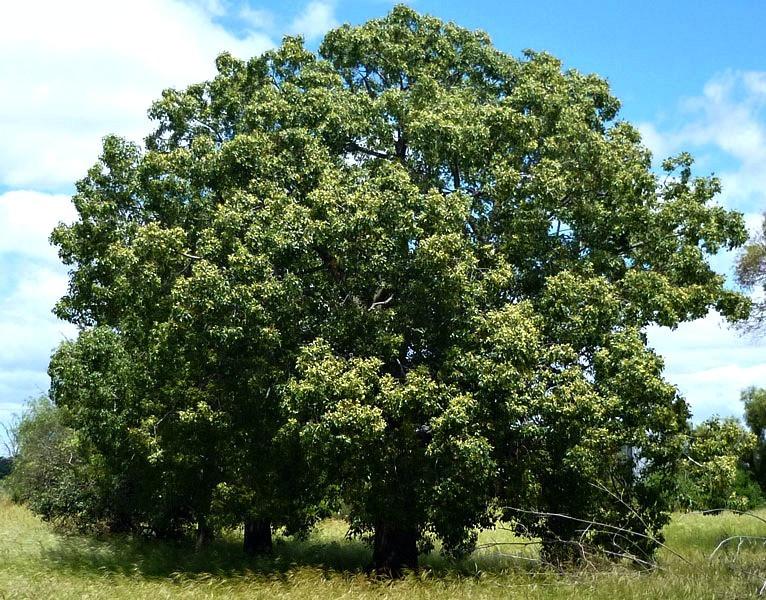 Brachychiton populneus 4 Tree