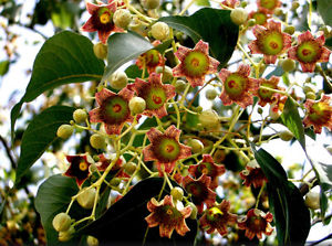 Brachychiton populneus 5 Flowers