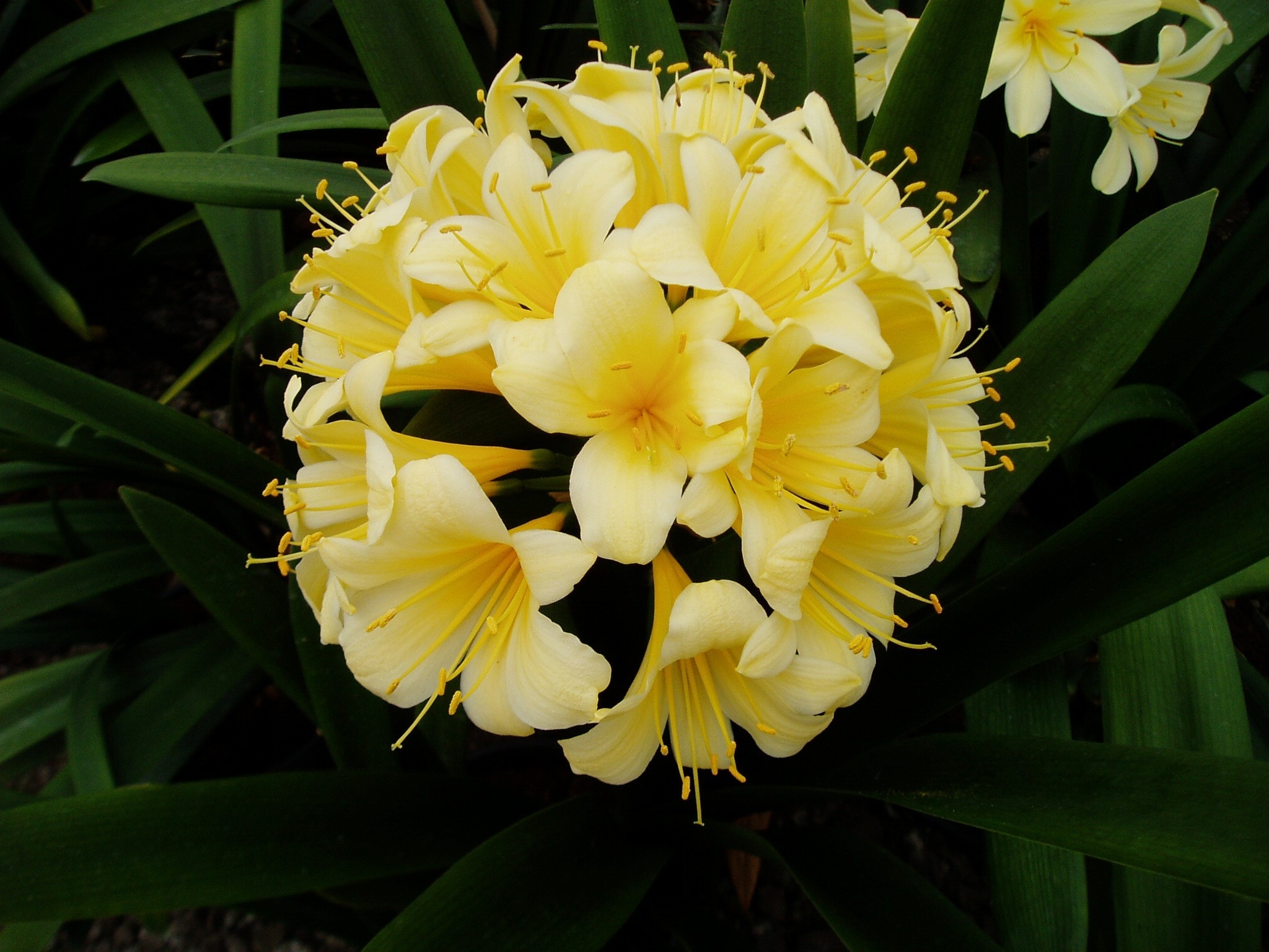 Clivia yellow