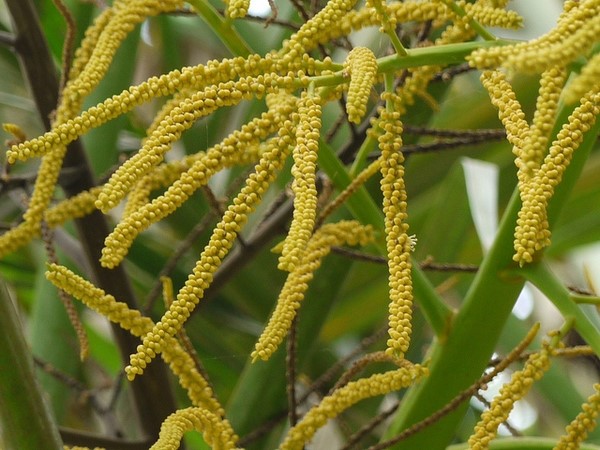 Dypsis lutescens 5 Flowers