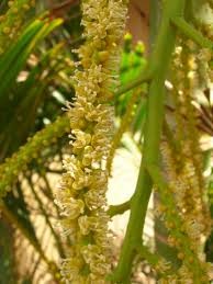Dypsis lutescens 6 Flowers