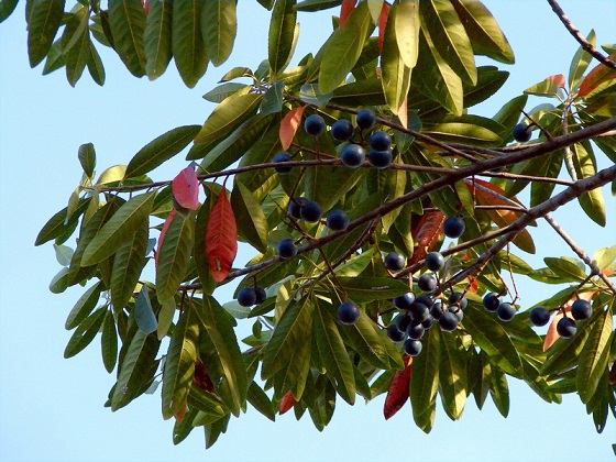 Elaeocarpus grandis 1