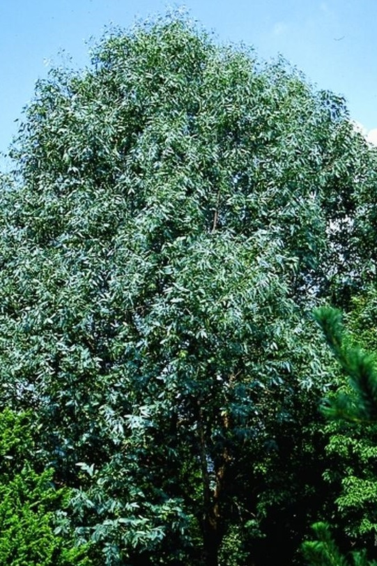 Eucalyptus neglecta 1
