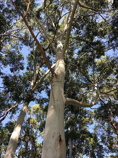 Eucalyptus saligna 1