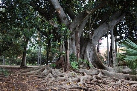 Ficus macrophylla 1