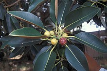 Ficus macrophylla 2