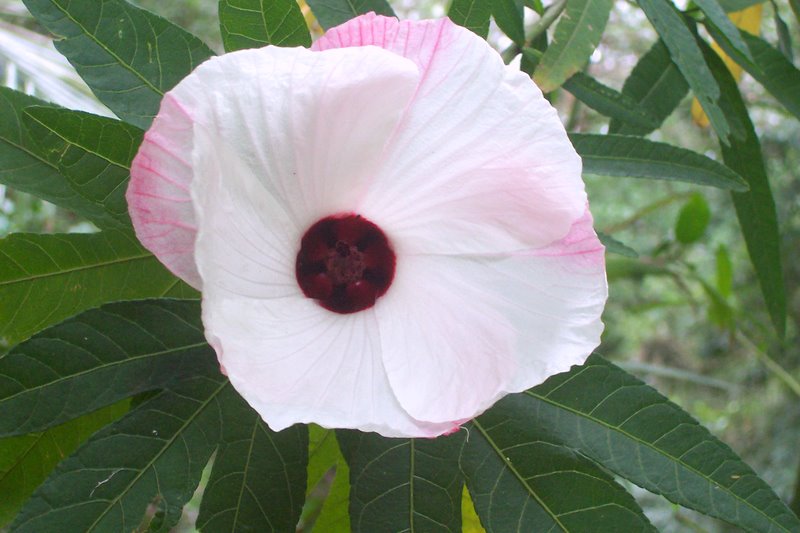 Hibiscus heterophyllus 1