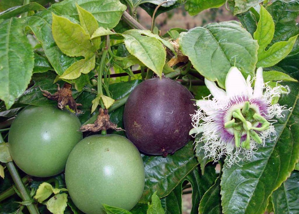 Passiflora edulis 1