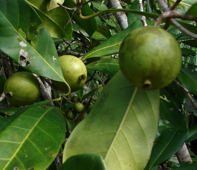 Randia fitzalanii 2 Fruit