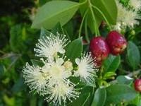 Syzygium paniculatum 1