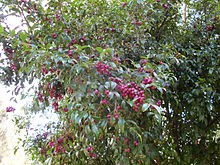 Syzygium paniculatum 2