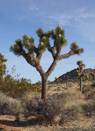 Yucca brevifolia 1